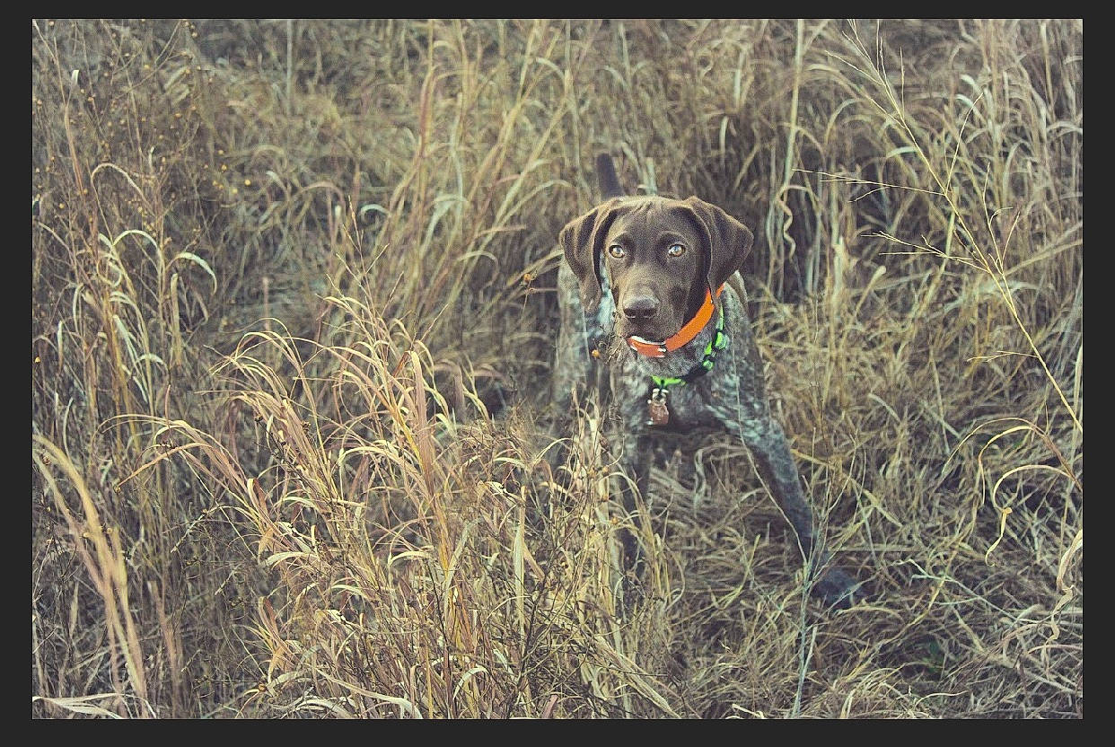 Quest joined the competition — help win amazing prizes! canidae, carnivore, dog, dog_breed, fawn, field, grass, grassland, gun_dog, plant, pointing_breed, prairie, rectangle, retriever, snout, soil, sporting_group, terrestrial_animal, tree, working_animal