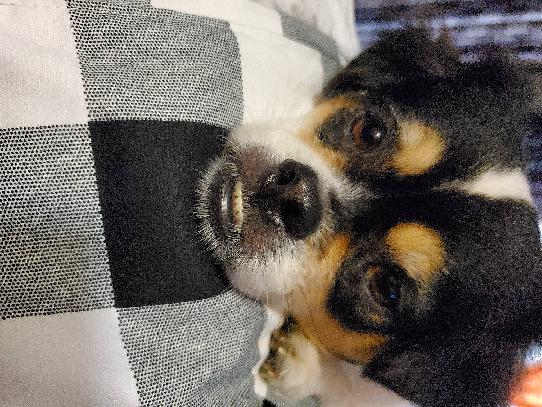 Lewie is registered to the contest to win money with this photo: canidae, carnivore, comfort, companion_dog, dog, dog_breed, fur, linens, pattern, paw, plaid, snout, sporting_group, tartan, terrestrial_animal, toy_dog, whiskers, working_dog, woven_fabric