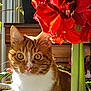 Pipo participe au concours pour gagner de l'argent avec cette photo : cat, ginger_cat, white_fur, flower, red_flower, amaryllis, indoor_plant, sunlight, close_up, pet, whiskers, green_leaves, houseplant, wooden_furniture, curious, natural_light, domestic_cat, plant_stem, window_light, cozy_interior