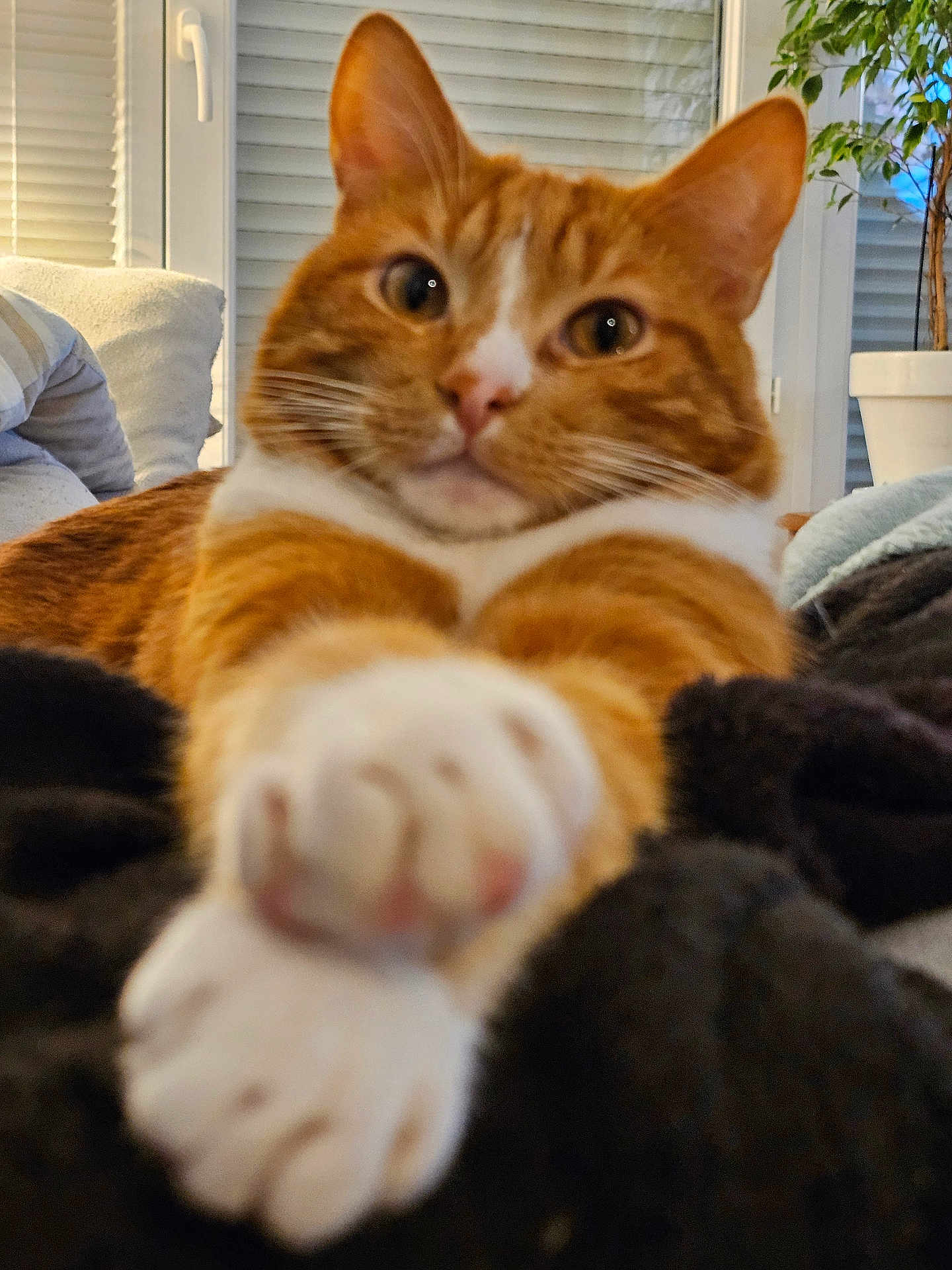 Pipo a rejoint le concours — aidez-le/la à gagner de superbes lots ! cat, ginger_cat, white_paws, indoor, window, cushion, potted_plant, stretching, close_up, pet, feline, cozy, fur, whiskers, relaxed, animal, domestic, home, soft_focus, curious