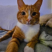 Pipo a rejoint le concours — aidez-le/la à gagner de superbes lots ! cat, orange_cat, white_fur, pet, indoor, blanket, cozy, fur, whiskers, animal, cute, relaxed, close_up, face, paw, lying_down, domestic_cat, mammal, feline, resting