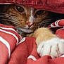Pipo participe au concours pour gagner de l'argent avec cette photo : cat, ginger_cat, white_paw, blanket, red_blanket, close_up, whiskers, pet, animal, fur, cozy, indoor, cute, paw, mammal, sleepy, resting, domestic_cat, soft, relaxed