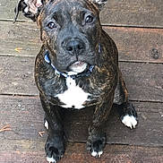 Lilo is registered to the contest to win money with this photo: dog, puppy, brindle, sitting, portrait, pet, canine, floppy_ears, brown, black, white_chest, white_paws, collar, outdoor, wooden_deck, backyard, looking_at_camera, cute, animal, companion
