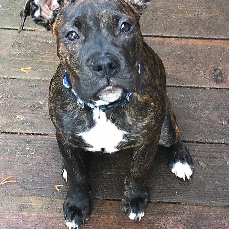 Lilo