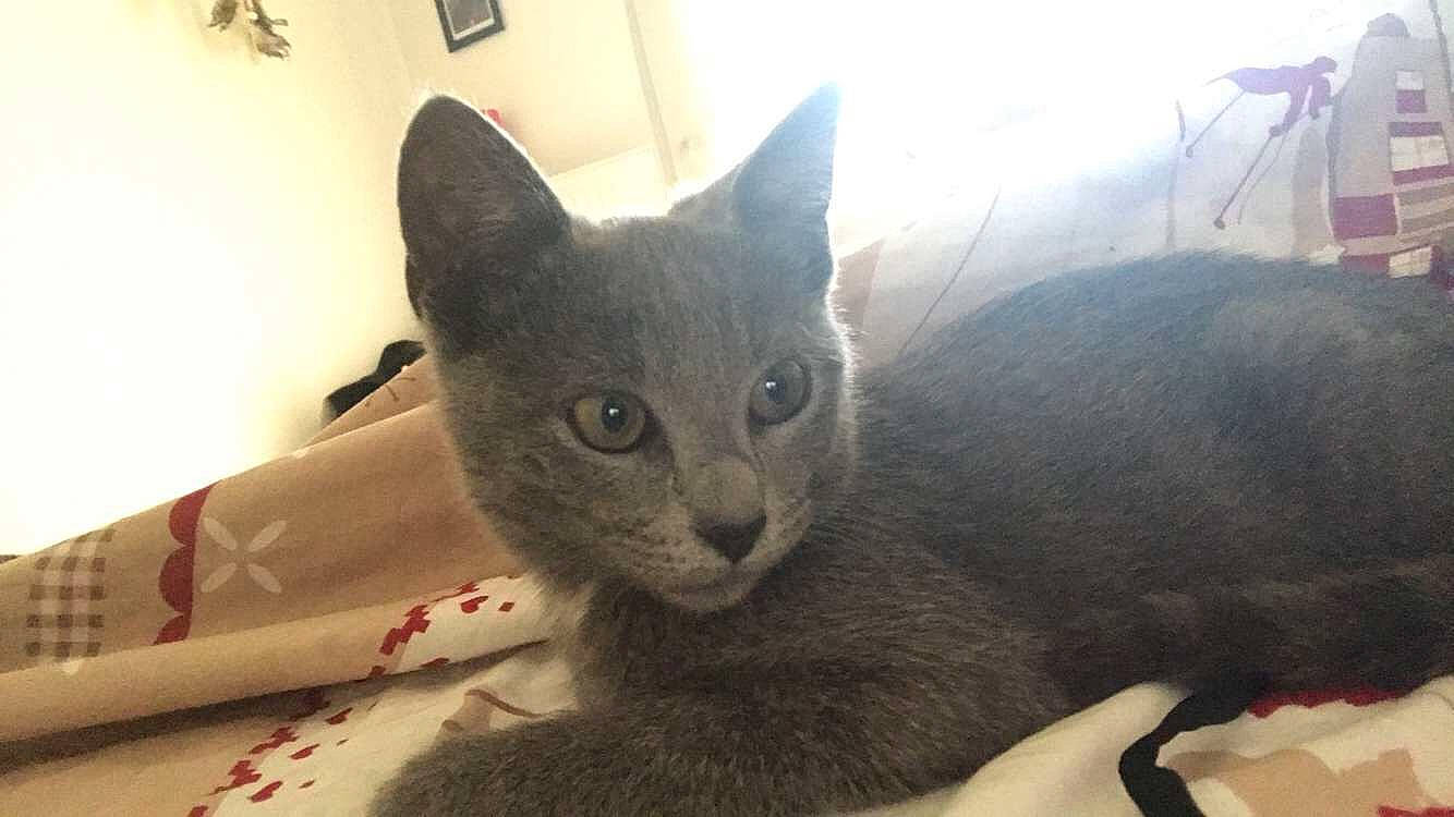 Pépito a rejoint le concours — aidez-le/la à gagner de superbes lots !