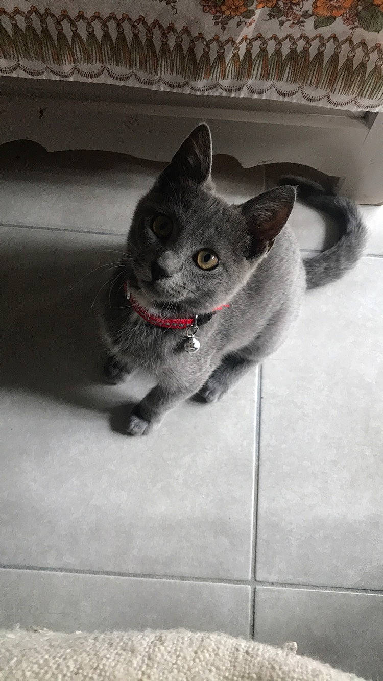 Pépito participe au concours pour gagner de l'argent avec cette photo :