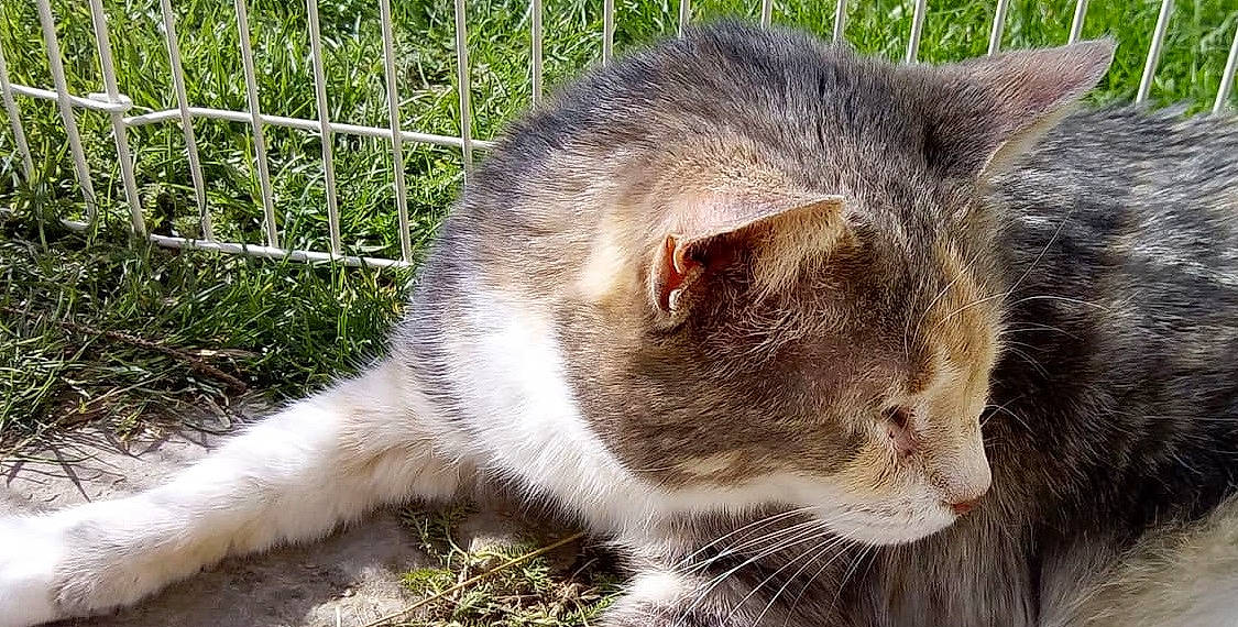Daredevil participe au concours pour gagner de l'argent avec cette photo : carnivore, cat, domestic_short_haired_cat, fawn, felidae, fence, fur, grass, herb, mesh, plant, small_to_medium_sized_cats, snout, tail, terrestrial_animal, tree, whiskers, wildlife, window, wire_fencing