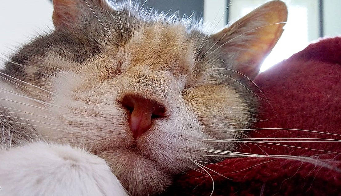 Daredevil a rejoint le concours — aidez-le/la à gagner de superbes lots ! carnivore, cat, claw, comfort, domestic_short_haired_cat, felidae, fur, nap, paw, sleep, small_to_medium_sized_cats, snout, whiskers