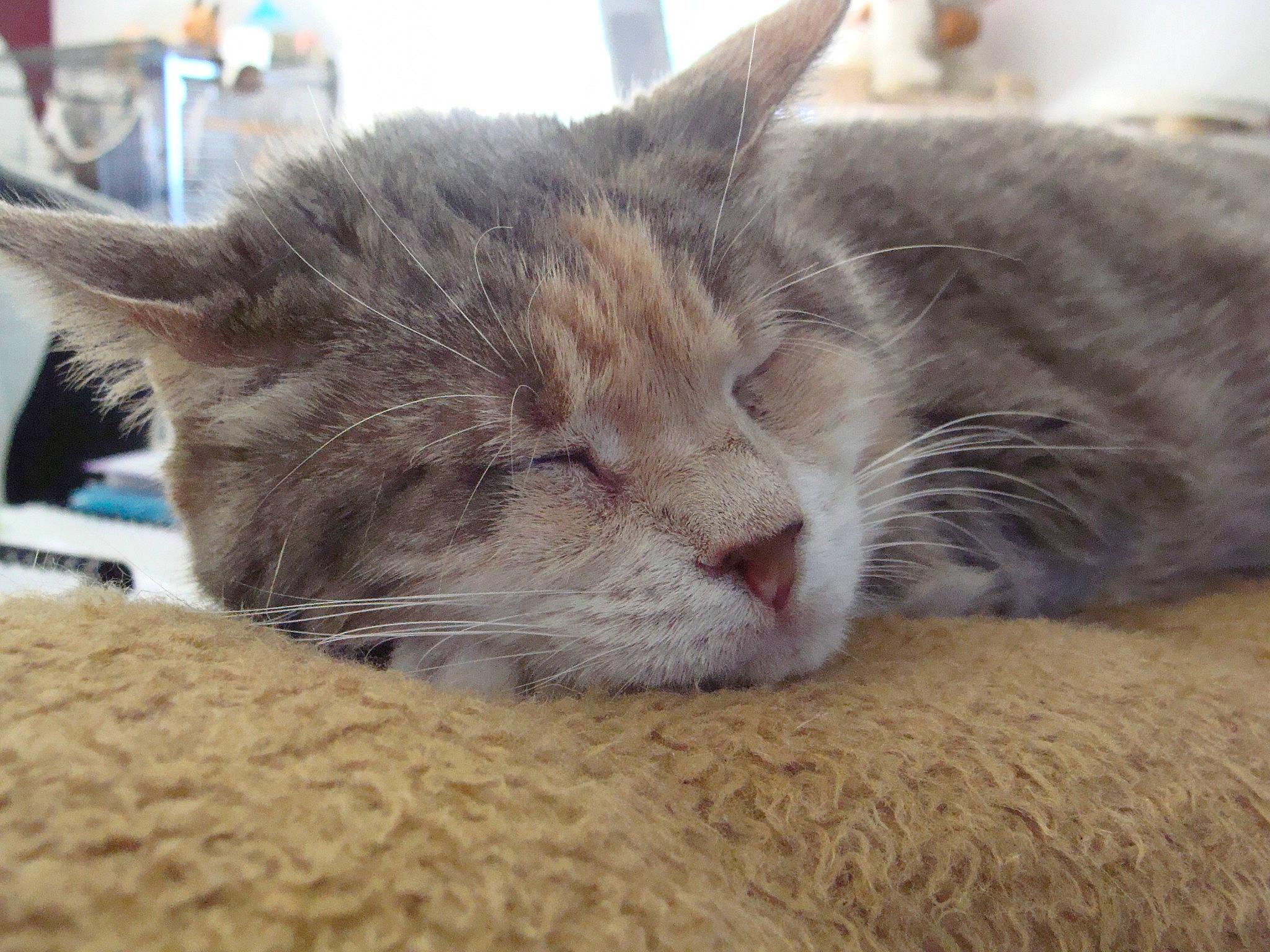 Daredevil participe au concours pour gagner de l'argent avec cette photo : carnivore, cat, claw, comfort, domestic_short_haired_cat, fawn, felidae, fur, nap, paw, sleep, small_to_medium_sized_cats, snout, tail, whiskers