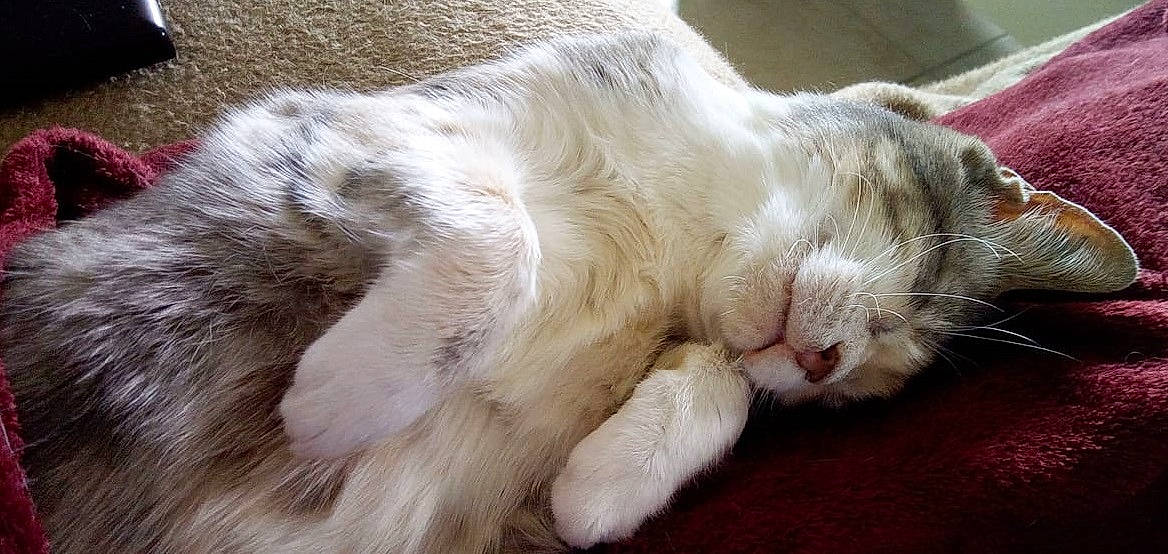 Daredevil a rejoint le concours — aidez-le/la à gagner de superbes lots ! carnivore, cat, claw, comfort, domestic_short_haired_cat, ear, eye, fawn, felidae, foot, fur, nap, paw, sleep, small_to_medium_sized_cats, snout, tail, terrestrial_animal, whiskers