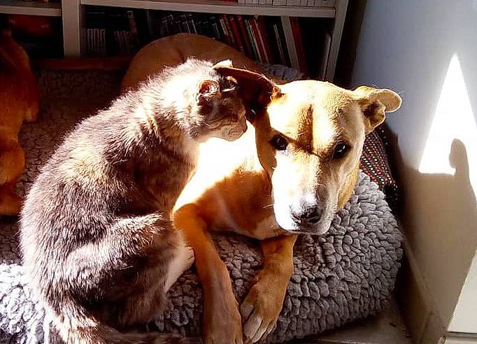 Daredevil participe au concours pour gagner de l'argent avec cette photo : bored, canidae, carnivore, collar, comfort, companion_dog, dog, dog_breed, dog_supply, fawn, fur, paw, pet_supply, shelf, snout, sporting_group, tail, terrestrial_animal, whiskers, working_animal