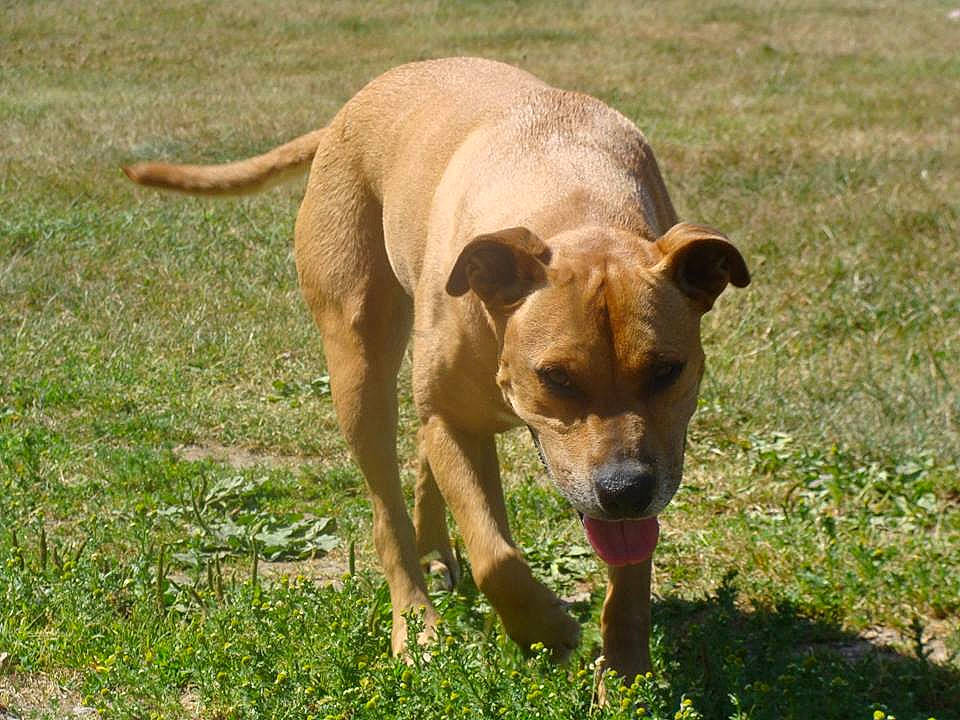 Kayna participe au concours pour gagner de l'argent avec cette photo : ancient_dog_breeds, canidae, carnivore, companion_dog, dog, dog_breed, fawn, grass, grassland, hunting_dog, non_sporting_group, plant, prairie, snout, sporting_group, tail, terrestrial_animal, wildlife, working_animal, working_dog