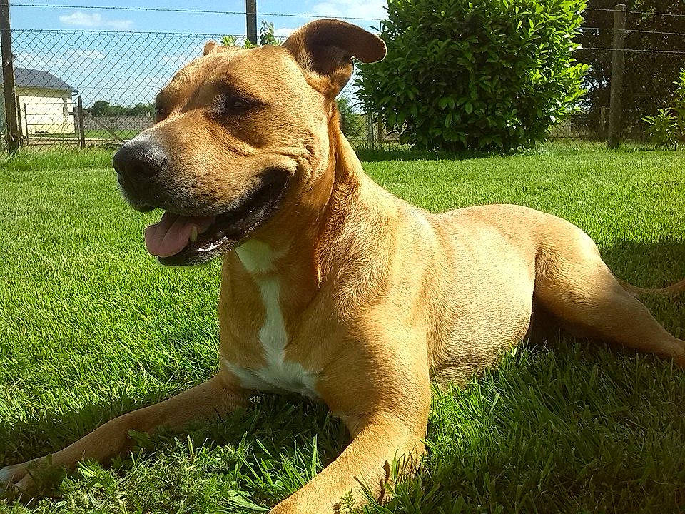 Kayna participe au concours pour gagner de l'argent avec cette photo : canidae, carnivore, cloud, collar, companion_dog, dog, dog_breed, dog_collar, fawn, grass, guard_dog, plant, sky, snout, sporting_group, tail, terrestrial_animal, whiskers, wildlife, working_animal