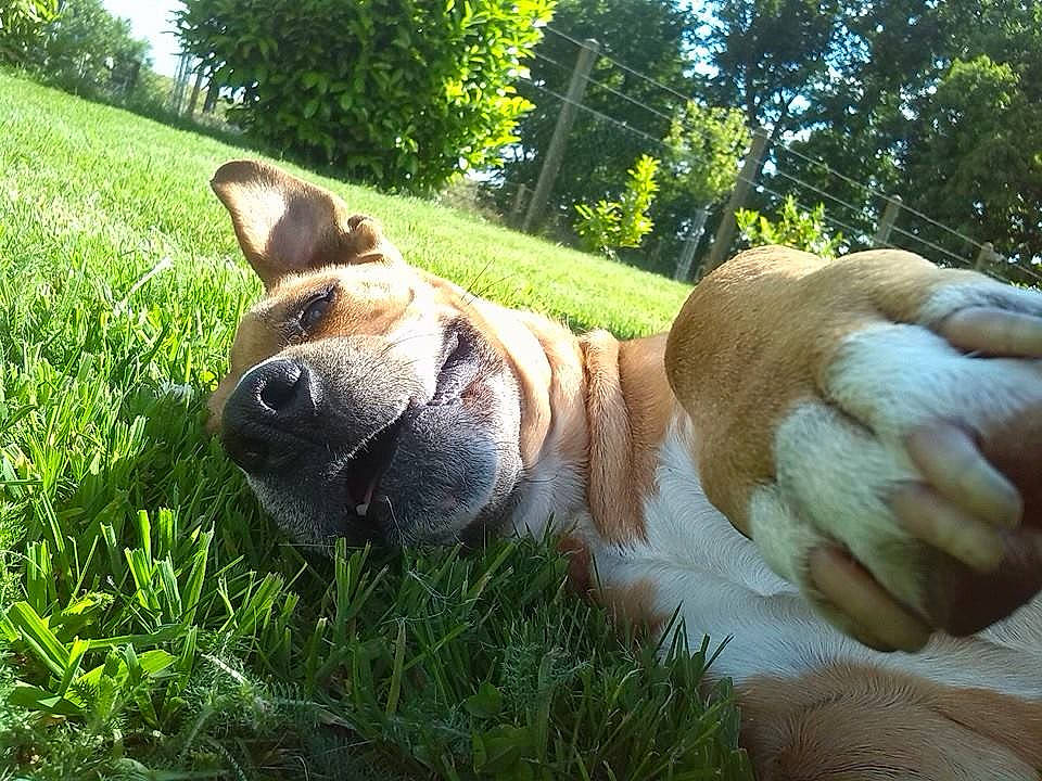 Kayna a rejoint le concours — aidez-le/la à gagner de superbes lots ! canidae, carnivore, companion_dog, dog, dog_breed, fawn, foot, grass, human_leg, lawn_ornament, mammal, plant, snout, sporting_group, tail, terrestrial_animal, tree, vertebrate, whiskers, working_animal