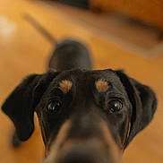 Buck is registered to the contest to win money with this photo: dog, pet, close_up, black_dog, indoor, curious, snout, ears, brown_markings, wooden_floor, blurred_background, canine, animal, companion, domestic, portrait, looking_up, whiskers, nose, friendly