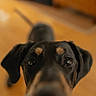 dog, pet, close_up, black_dog, indoor, curious, snout, ears, brown_markings, wooden_floor, blurred_background, canine, animal, companion, domestic, portrait, looking_up, whiskers, nose, friendly