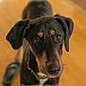 Buck joined the competition — help win amazing prizes! dog, black_dog, tan_markings, pet, indoor, wooden_floor, curious, animal, canine, collar, ears, tail, slipper, looking_up, close_up, domestic_animal, portrait, young_dog, household, floor
