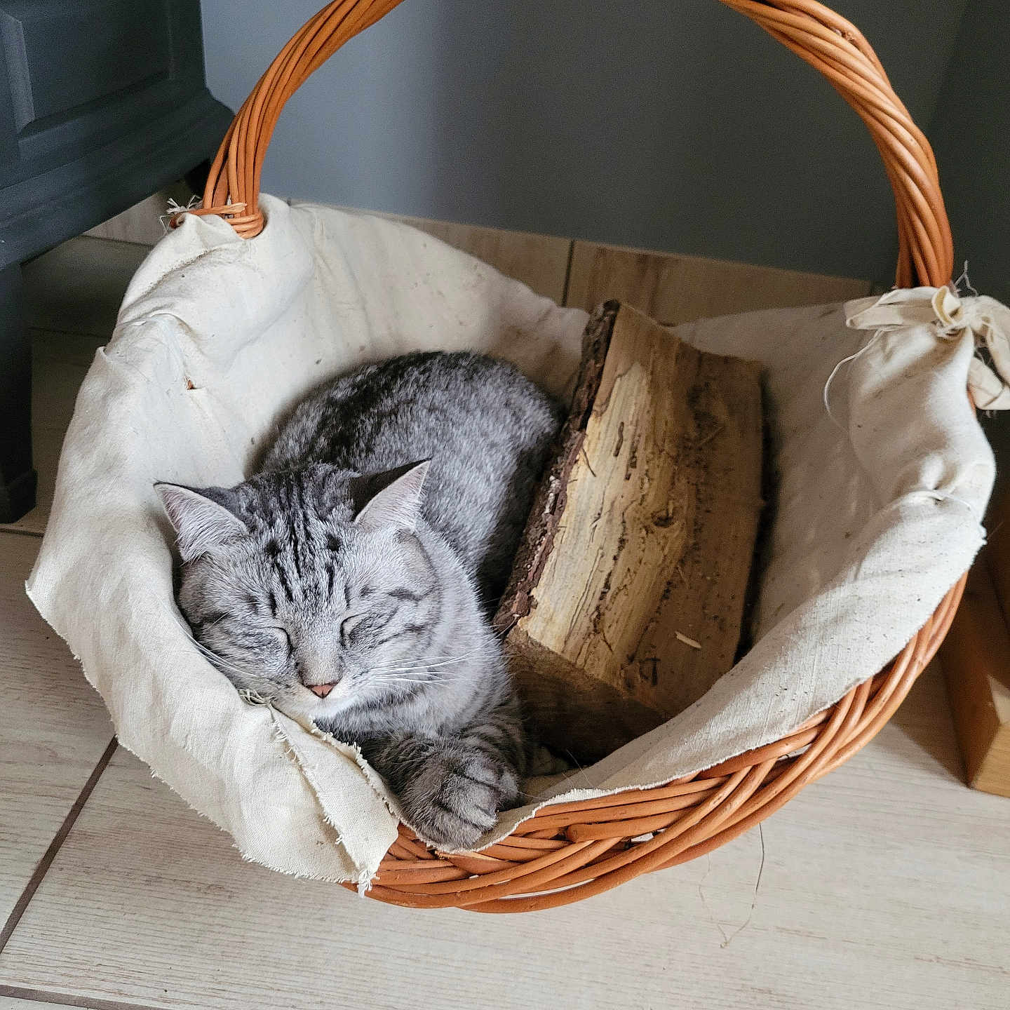 Filou a rejoint le concours — aidez-le/la à gagner de superbes lots ! animal, basket, canine, cat, dog, dogbed, fun, hardwood, kitten, leisureactivities, manx, person, pet, picnic, picnicbasket, sleeping, wood