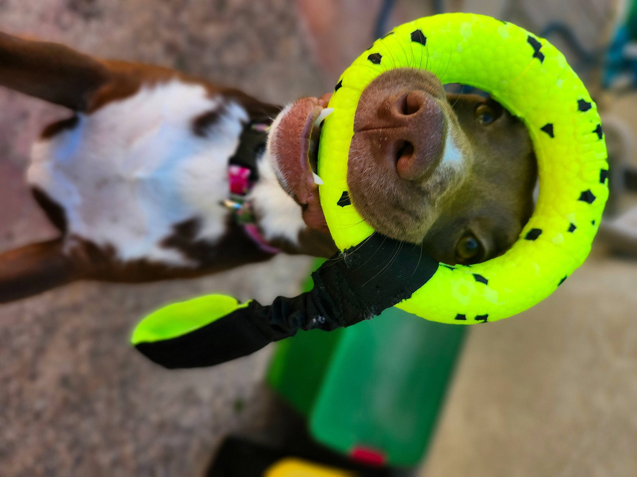 Reece joined the competition — help win amazing prizes! auto_part, automotive_tire, automotive_wheel_system, banana, banana_family, circle, cooking_plantain, fire_hydrant, gas, grass, matoke, personal_protective_equipment, pipe, plant, plant_stem, soil, stuffed_toy, toy