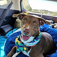 Reece is registered to the contest to win money with this photo: accessories, animal, belt, canine, car, clothing, cushion, dog, face, head, homedecor, hound, person, pet, photography, portrait, scarf, text, transportation, vehicle