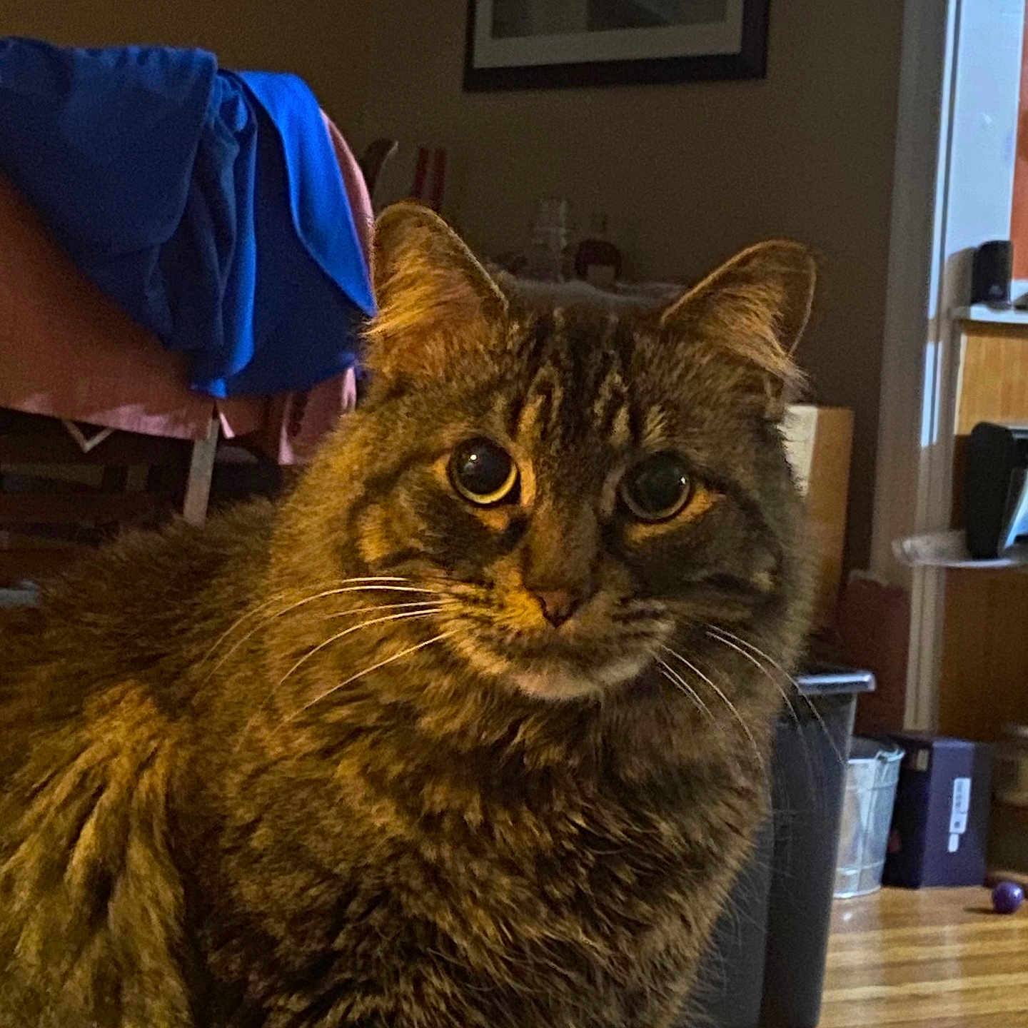Tigger joined the competition — help win amazing prizes! animal, cat, chair, closeup, clothing, container, cozy, curious, domestic, ears, eyes, feline, fur, household, indoor, pet, portrait, tabby, whiskers, wooden_floor