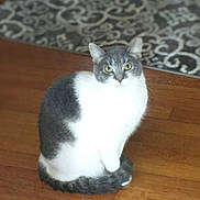 Milo joined the competition — help win amazing prizes! animal, calm, cat, cute, domestic, eyes, feline, flooring, fur, gray_and_white, indoor, looking, mammal, patterned_rug, pet, portrait, sitting, tail, whiskers, wooden_floor