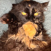 Boo is registered to the contest to win money with this photo: animal, blanket, cat, closeup, cute, domestic_cat, feline, fluffy, fur, indoor, mischievous, paw, pet, playful, portrait, resting, soft, tortoiseshell, whiskers, yellow_eyes