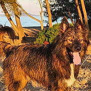 Tiloup a rejoint le concours — aidez-le/la à gagner de superbes lots ! animal, brown, canine, daylight, dog, forest, grass, happy, landscape, nature, outdoor, pets, playful, summer, sunlight, tongue_out, trees, water, wet_fur, wildlife