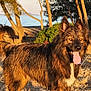 animal, brown, canine, daylight, dog, forest, grass, happy, landscape, nature, outdoor, pets, playful, summer, sunlight, tongue_out, trees, water, wet_fur, wildlife