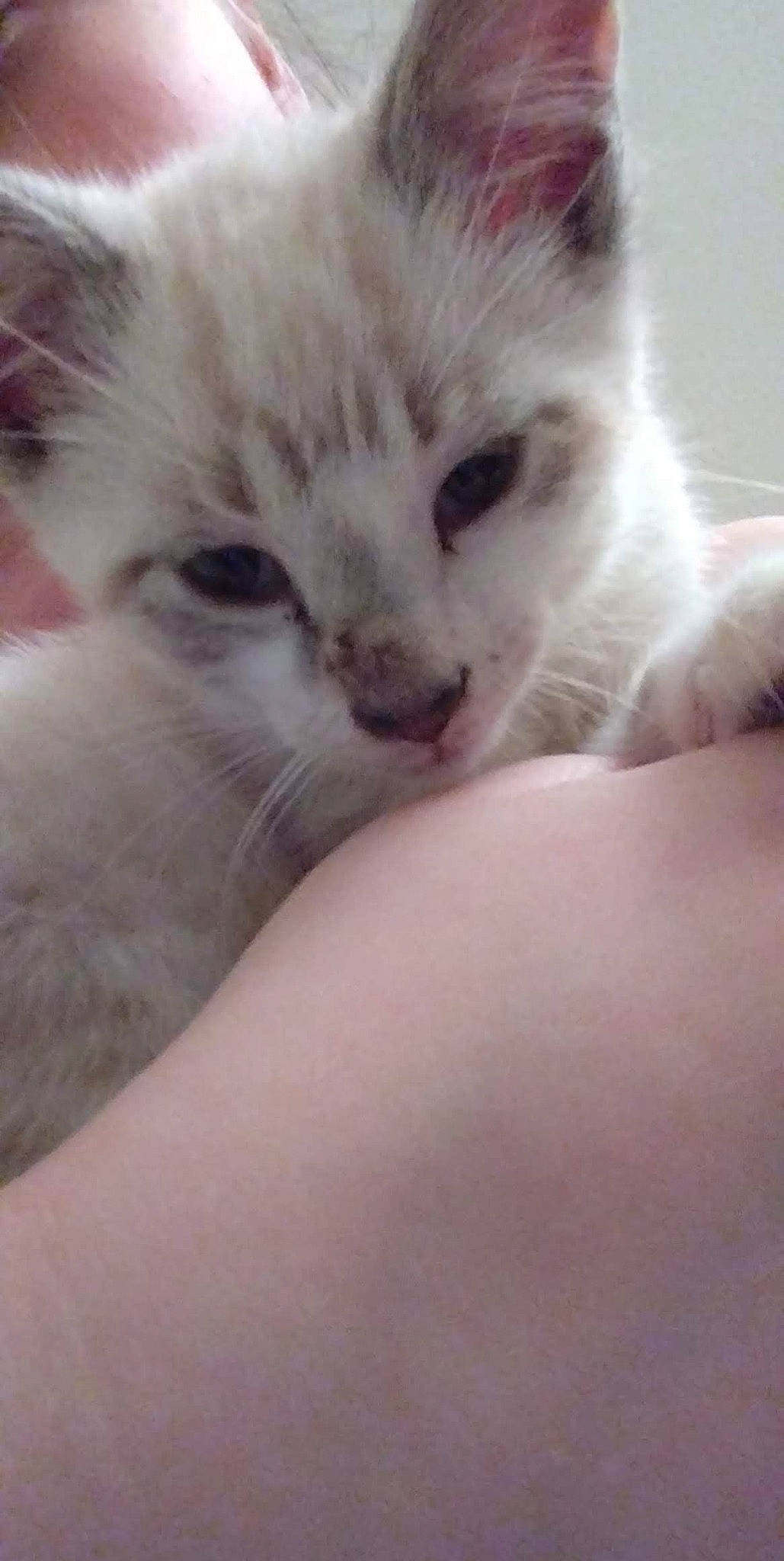 Leo is registered to the contest to win money with this photo: bed, carnivore, cat, claw, comfort, domestic_short_haired_cat, felidae, fur, gesture, nail, nap, paw, sleep, small_to_medium_sized_cats, snout, tail, whiskers