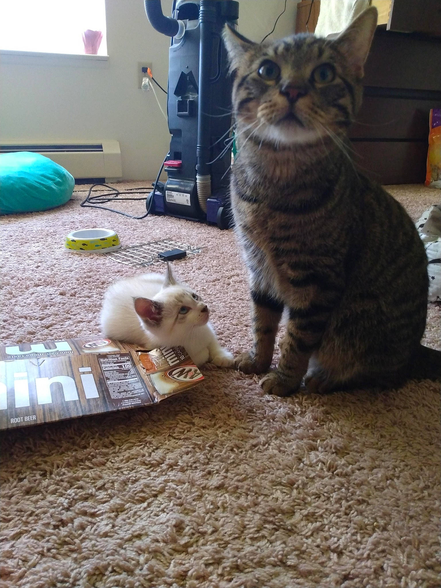 Leo joined the competition — help win amazing prizes! carnivore, cat, comfort, domestic_short_haired_cat, fawn, felidae, floor, flooring, fur, grey, home_appliance, mammal, paw, sitting, small_to_medium_sized_cats, tail, toy, vertebrate, whiskers, wood