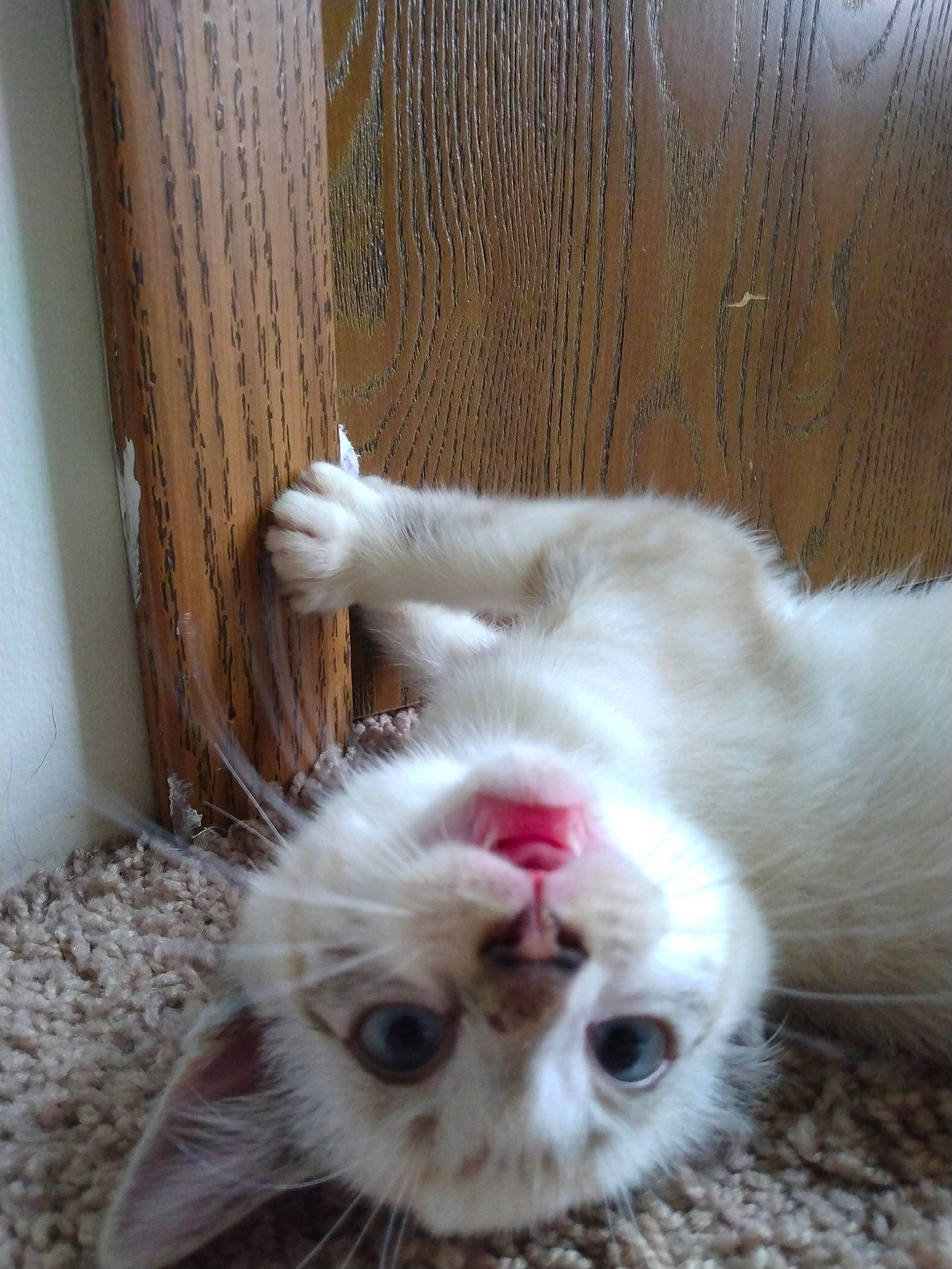 Leo is registered to the contest to win money with this photo: carnivore, cat, claw, domestic_short_haired_cat, eye, fang, fawn, felidae, flooring, foot, fur, paw, plant, small_to_medium_sized_cats, snout, tail, terrestrial_animal, vase, whiskers, wood