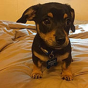 Tucker joined the competition — help win amazing prizes! puppy, dog, bed, blanket, indoor, pet, small_dog, cute, young, fur, collar, tag, ears, eyes, animal, mammal, looking, standing, domestic, cozy
