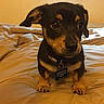 puppy, dog, bed, blanket, indoor, pet, small_dog, cute, young, fur, collar, tag, ears, eyes, animal, mammal, looking, standing, domestic, cozy