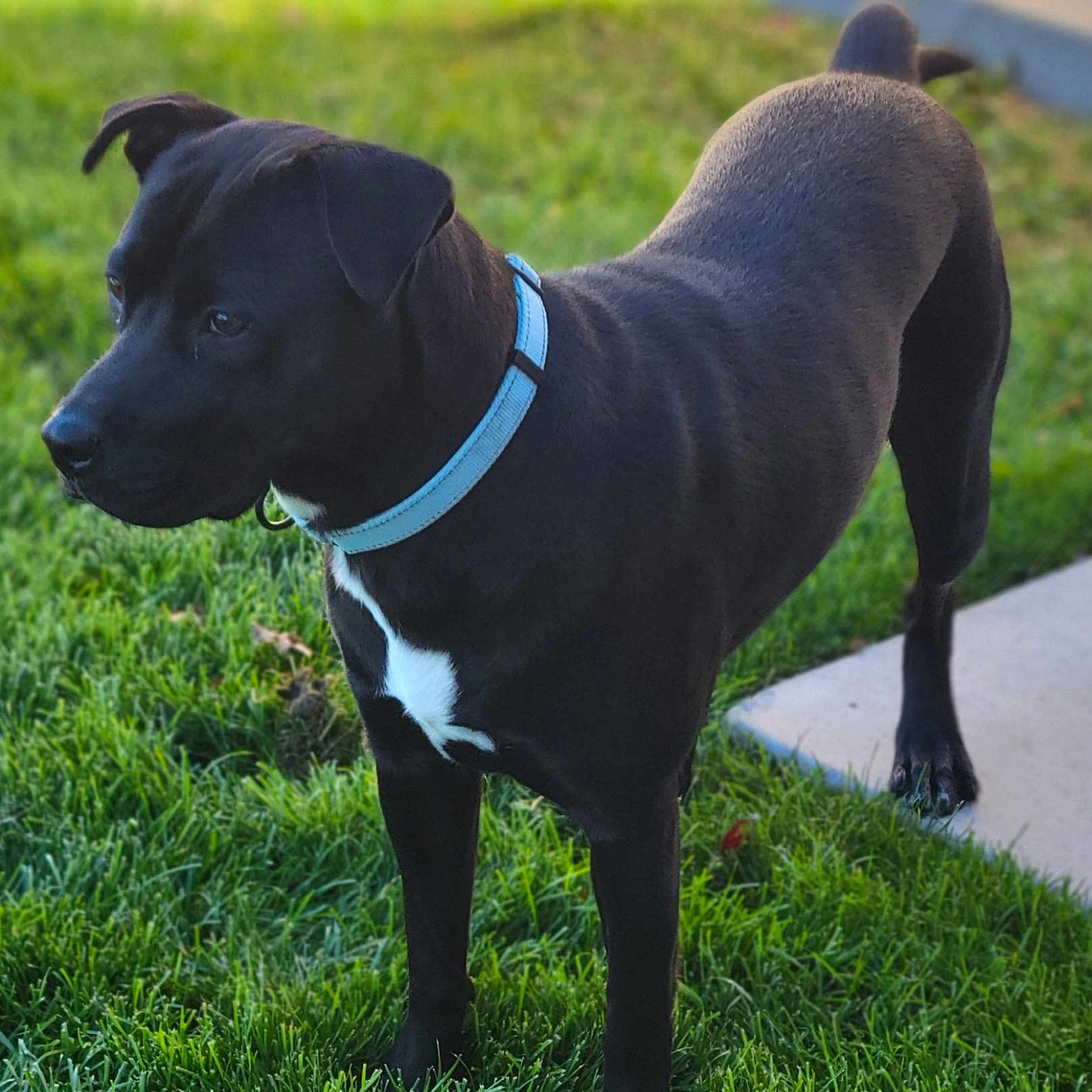 Oliver is registered to the contest to win money with this photo: alert, animal, background, black_dog, canine, collar, daylight, dog, domestic_animal, four_legs, fur, grass, green, nature, outdoor, pet, playful, side_view, standing, tennis_ball