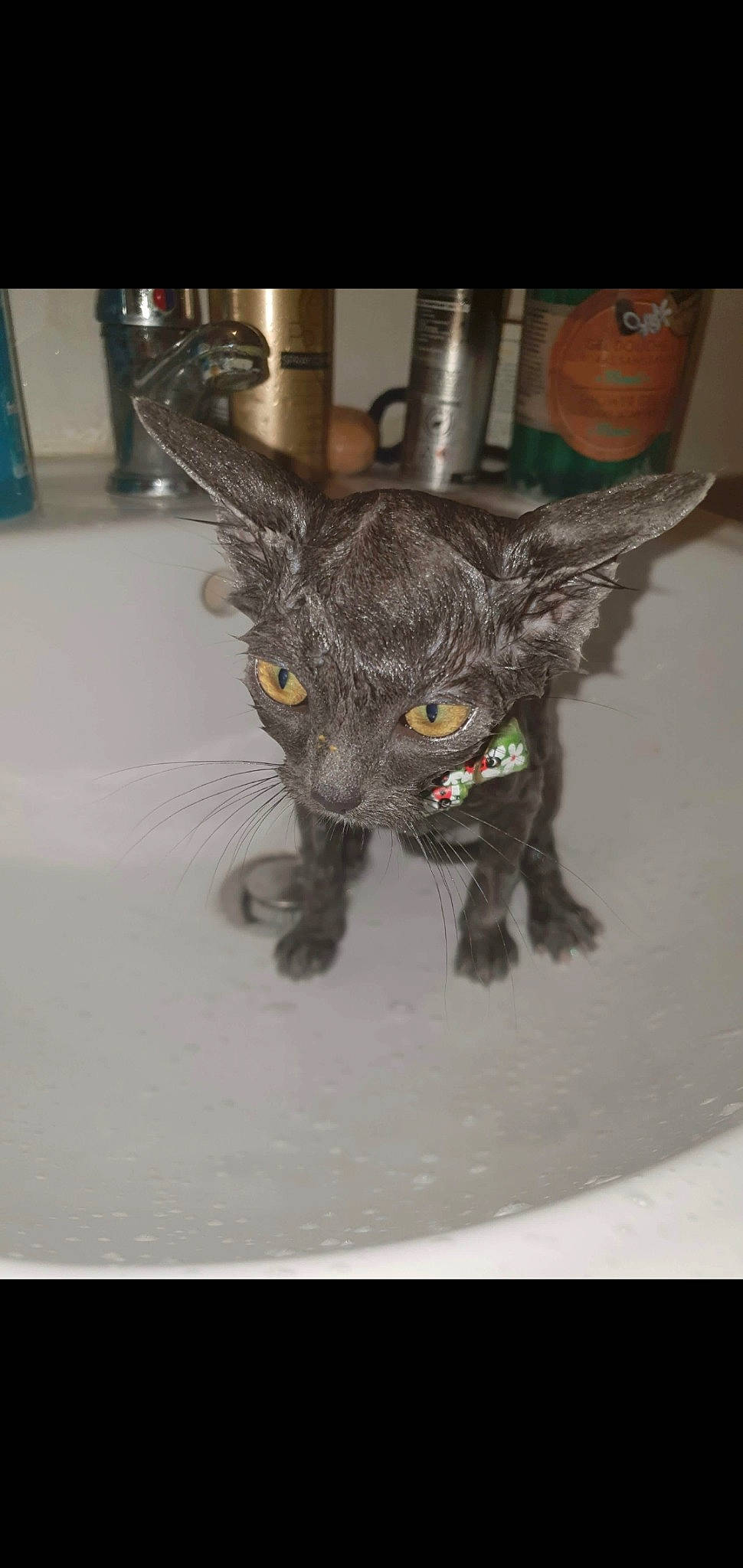 Grisouille participe au concours pour gagner de l'argent avec cette photo : art, bat, canidae, carnivore, cat, claw, dog_breed, event, eye, fawn, felidae, fur, horn, mythical_creature, sculpture, small_to_medium_sized_cats, snout, tail, whiskers, wildlife