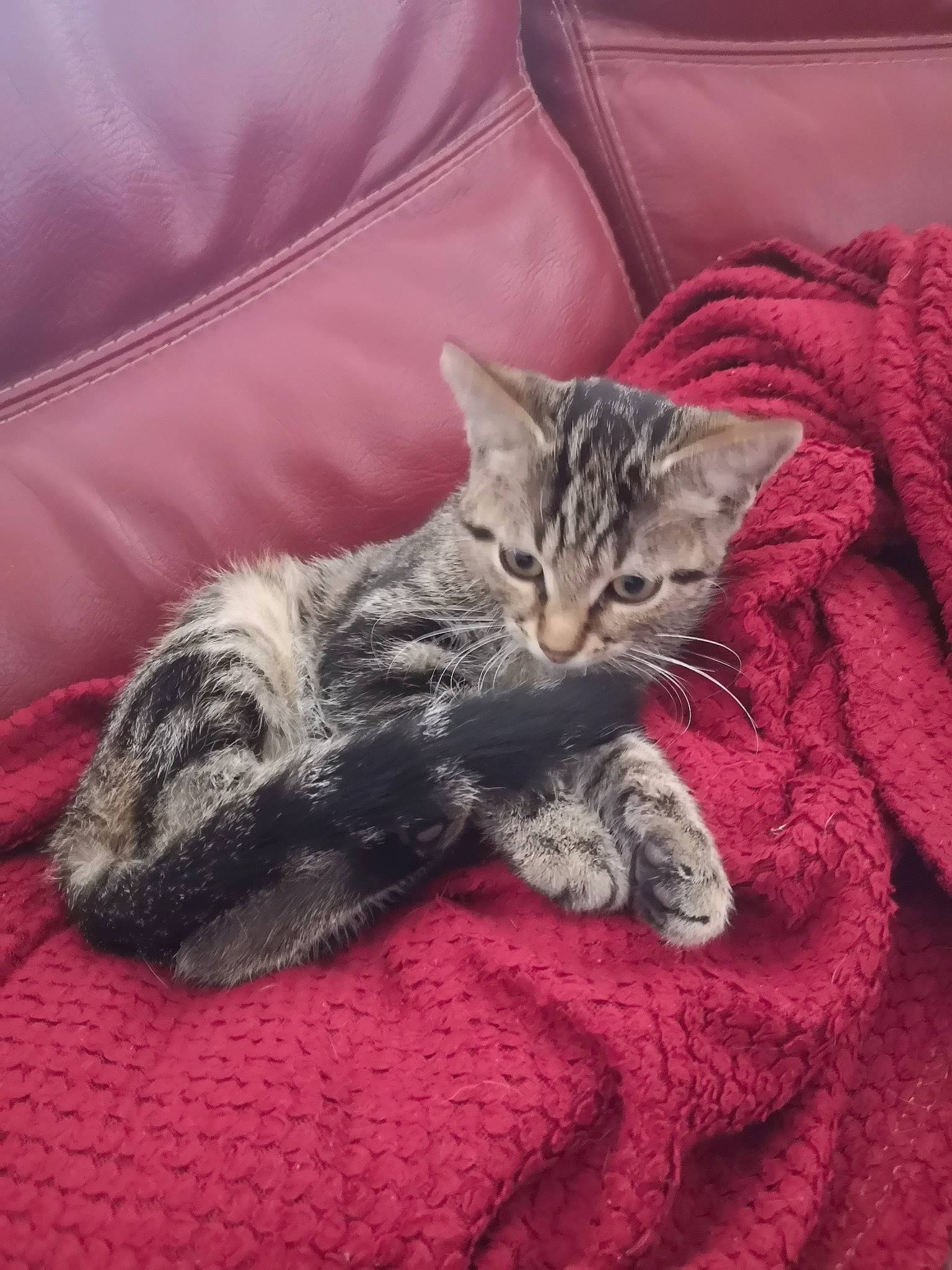 Raimbo participe au concours pour gagner de l'argent avec cette photo : carnivore, cat, comfort, domestic_short_haired_cat, felidae, fur, kitten, leather, linens, small_to_medium_sized_cats, whiskers