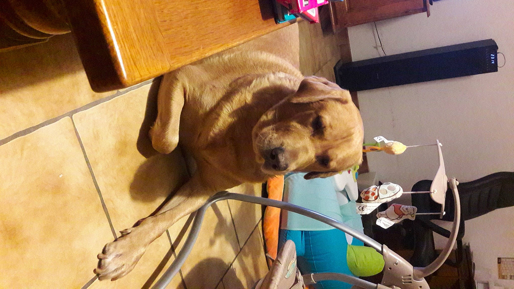 Omer participe au concours pour gagner de l'argent avec cette photo : canidae, carnivore, collar, companion_dog, dog, dog_breed, dog_supply, fawn, guard_dog, mammal, pet_supply, snout, sporting_group, tile, tile_flooring, varnish, wood_stain, working_animal, working_dog, wrinkle