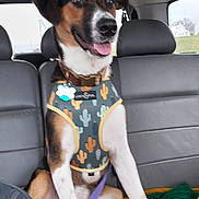 Charlie is registered to the contest to win money with this photo: dog, mixed_breed, harness, cactus_pattern, collar, id_tag, backseat, car_interior, window, blanket, knit_blanket, leash, tongue_out, happy, sitting, paws, ears, fur, portrait, seat
