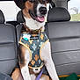 dog, mixed_breed, harness, cactus_pattern, collar, id_tag, backseat, car_interior, window, blanket, knit_blanket, leash, tongue_out, happy, sitting, paws, ears, fur, portrait, seat