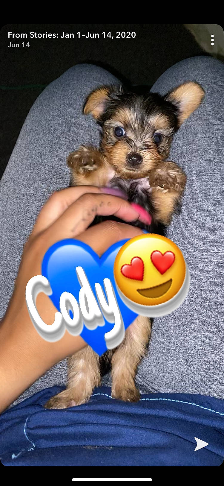 Cody J Payne joined the competition — help win amazing prizes! australian_silky_terrier, australian_terrier, canidae, carnivore, companion_dog, dog, dog_breed, mammal, norwich_terrier, puppy, puppy_love, rare_breed_dog, sharing, small_terrier, terrier, toy_dog, vertebrate, yorkipoo, yorkshire_terrier