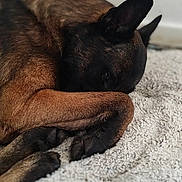 Buck participe au concours pour gagner de l'argent avec cette photo : animal, black_fur, blanket, brown_fur, canine, close_up, comfort, cozy, cute, dog, fur, home, indoor, paw, peaceful, pet, quiet, relaxed, resting, sleeping