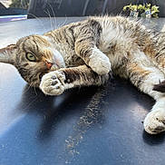 Lady joined the competition — help win amazing prizes! cat, tabby_cat, animal, pet, relaxed, paw, fur, whiskers, outdoor, vehicle, truck, window, reflection, plant, greenery, sunlight, resting, closeup, portrait, lying_down