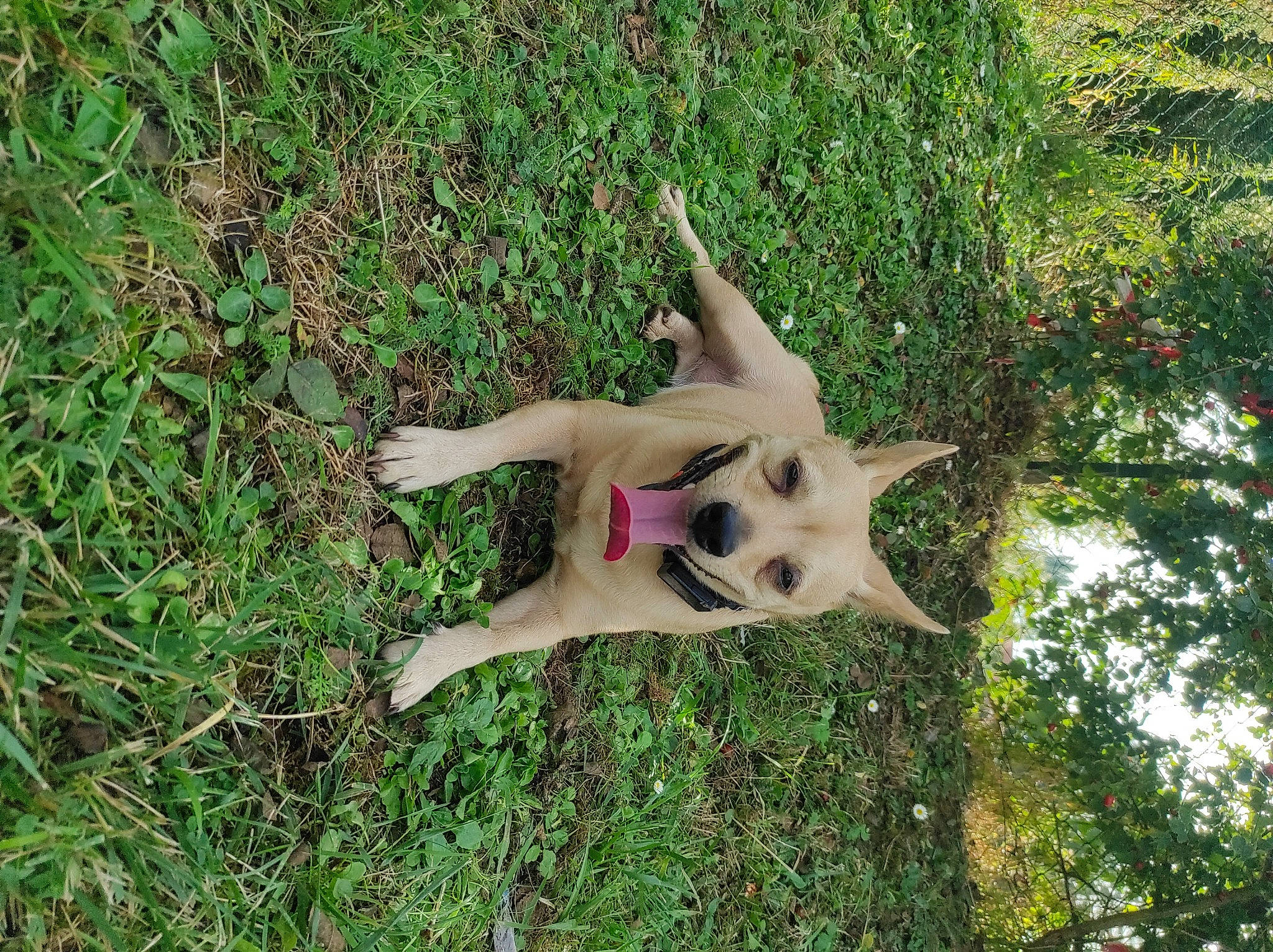 Chanel a rejoint le concours — aidez-le/la à gagner de superbes lots ! art, bone, canidae, dog_breed, fawn, grass, groundcover, herbaceous_plant, plant, sculpture, skull, soil, sporting_group, tail, terrestrial_animal, terrestrial_plant, tree, trunk, wildlife, wood