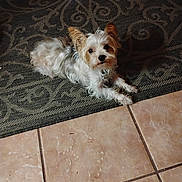 Benny joined the competition — help win amazing prizes! dog, small_dog, white_fur, tan_fur, lying_down, carpet, patterned_rug, tile_floor, indoor, pet, cute, ears_up, looking_at_camera, floor, animal, companion, cozy, fur, domestic, resting