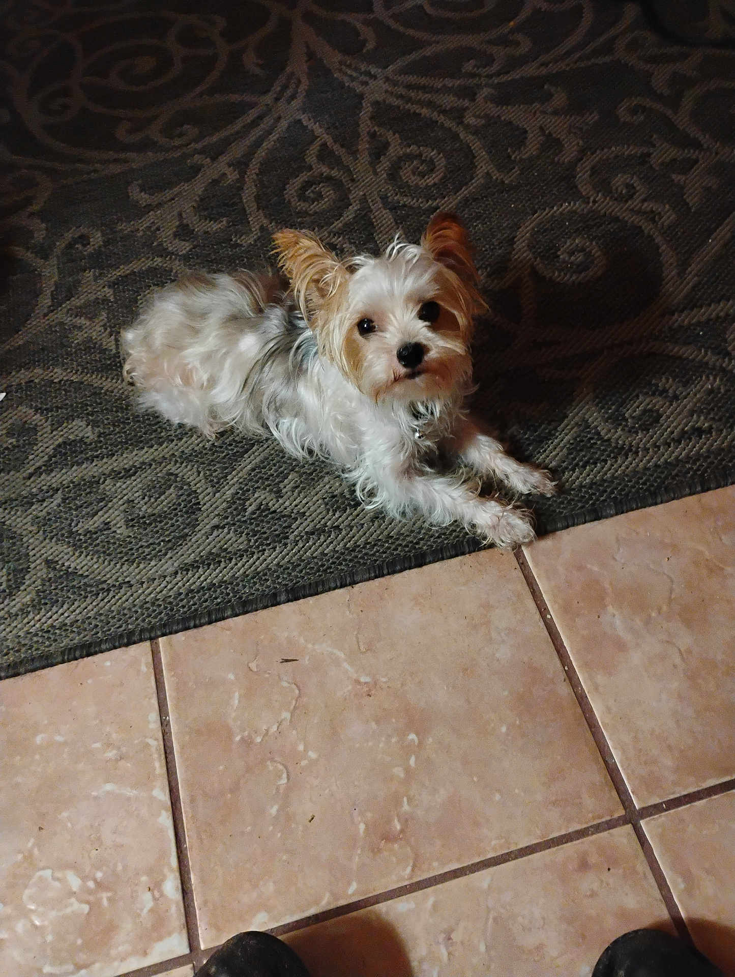 Benny joined the competition — help win amazing prizes! dog, small_dog, white_fur, tan_fur, lying_down, carpet, patterned_rug, tile_floor, indoor, pet, cute, ears_up, looking_at_camera, floor, animal, companion, cozy, fur, domestic, resting