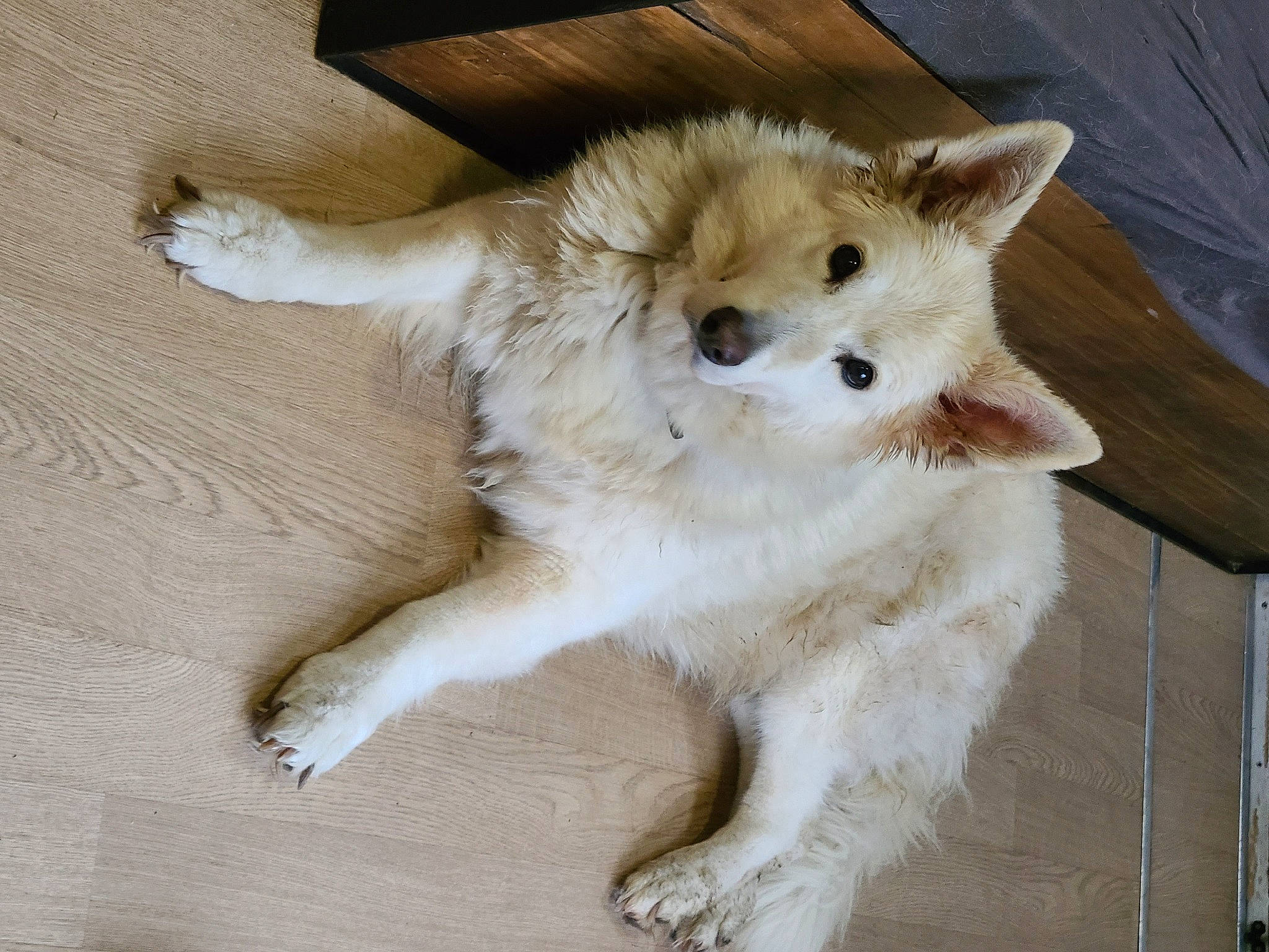 Helfy participe au concours pour gagner de l'argent avec cette photo : canidae, carnivore, claw, companion_dog, dog, dog_breed, fur, non_sporting_group, paw, tail, terrestrial_animal, whiskers, wood