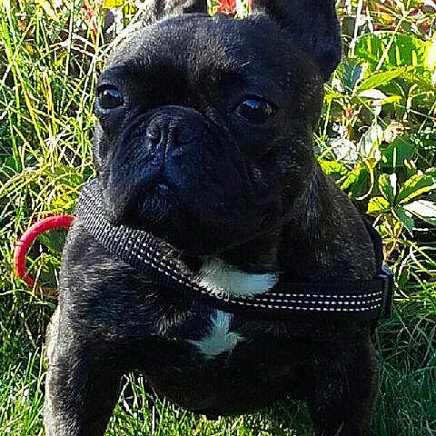 Molly a rejoint le concours — aidez-le/la à gagner de superbes lots ! bulldog, carnivoran, companion_dog, dog, dog_breed, dog_breed_group, dog_like_mammal, french_bulldog, grass, non_sporting_group, olde_english_bulldogge, snout, toy_bulldog