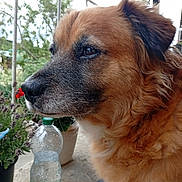 Hatchi a rejoint le concours — aidez-le/la à gagner de superbes lots ! dog, close_up, profile, fluffy, outdoor, balcony, plant, potted_plant, water_bottle, railing, fur, nose, face, animal, pet, nature, greenery, daylight, calm, portrait