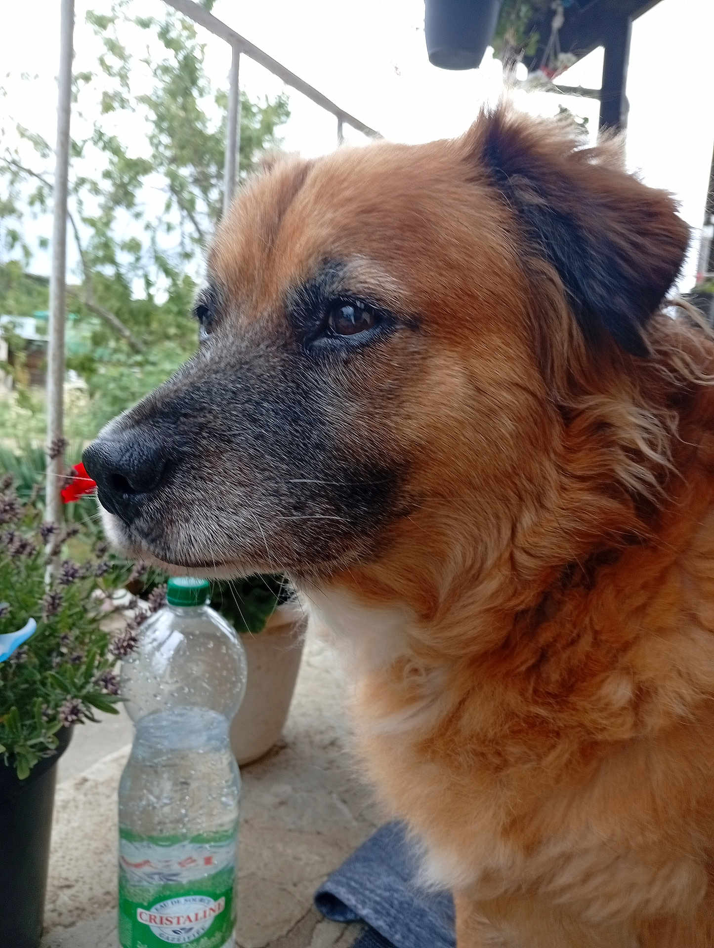 Hatchi a rejoint le concours — aidez-le/la à gagner de superbes lots ! dog, close_up, profile, fluffy, outdoor, balcony, plant, potted_plant, water_bottle, railing, fur, nose, face, animal, pet, nature, greenery, daylight, calm, portrait